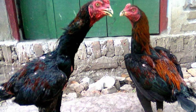 Tips Memilih Ayam Juara Sabung Ayam